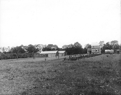 1926 view north from south boundary: Leslie’s newly built house. “Vimy
Oaks” woodlot just beginning to grow west of chicken coops.
