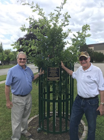 Bob Domoney and Jim Wakefield with a Vimy Oak planted at the Royal
Canadian Legion Branch in Waterdown Ontario.